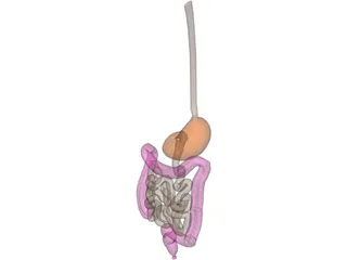 Digestive Tract Internal Organ 3D Model preview
