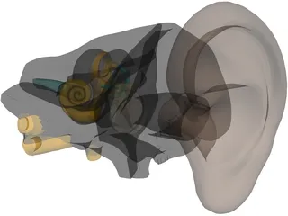 Ear 3D Model preview
