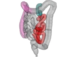 Intestines 3D Model preview
