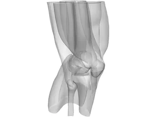 Knee 3D Model preview