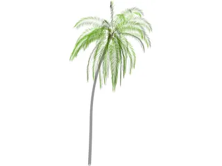 Palm Tree Cocoa 3D Model preview
