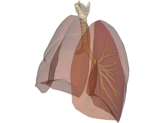 Respiratory Upper 3D Model preview