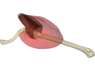 Shoulder 3D Model preview
