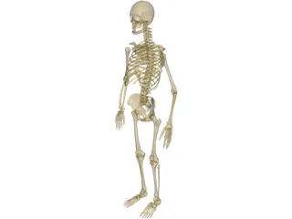 Skeleton Male 3D Model preview