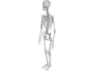 Skeleton Female 3D Model preview