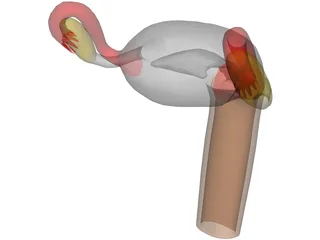 Uterus 3D Model preview