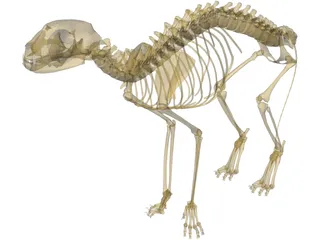 Cat Skeleton 3D Model preview