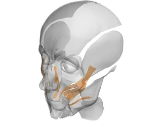 Face Muscles 3D Model preview