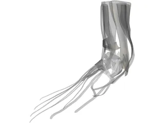 Foot Muscles 3D Model preview
