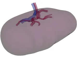 Spleen 3D Model preview