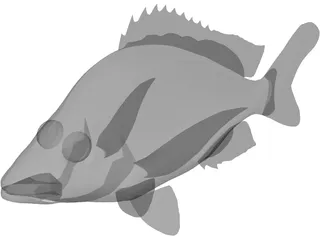 John Dory Type Fish 3D Model preview