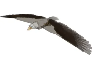 Bald Eagle 3D Model preview