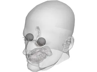 Male Adult Head 3D Model preview