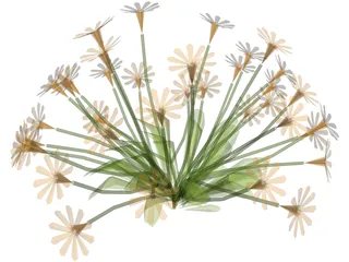 Flower Garden 3D Model preview