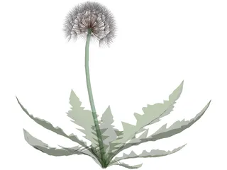 Dandelion 3D Model preview
