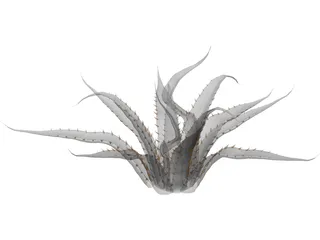 Agave Americana Marginata 3D Model preview