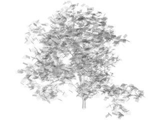 Acer Palmatum 3D Model preview