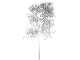 Aspen Populus 3D Model preview