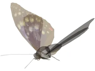 Butterfly Oomura 3D Model preview