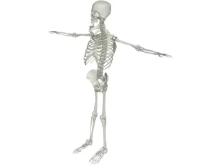 Skeleton 3D Model preview