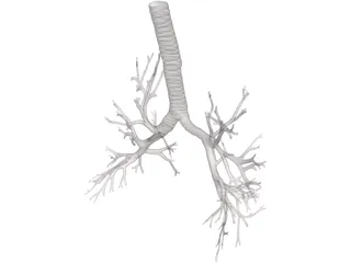 Bronquial Tree with Trachea 3D Model preview