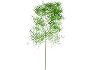 Tree 3D Model preview