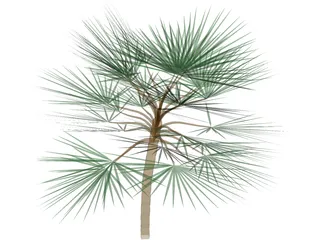Palm 3D Model preview