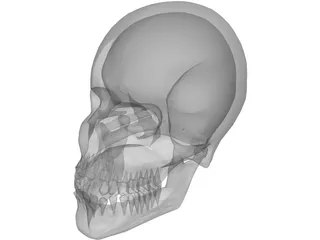 Skull 3D Model preview