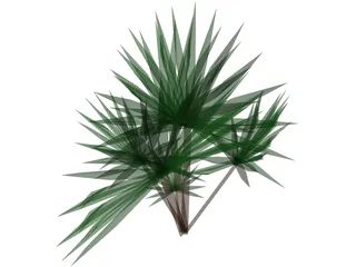 Palmetto Plant 3D Model preview