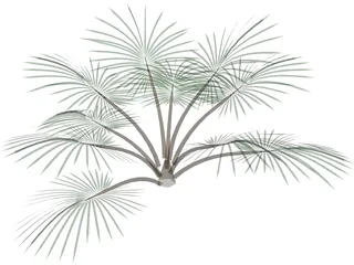 Palm Tree 3D Model preview