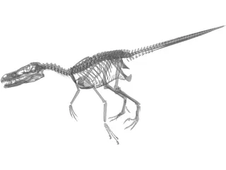 Velociraptor Skeleton 3D Model preview