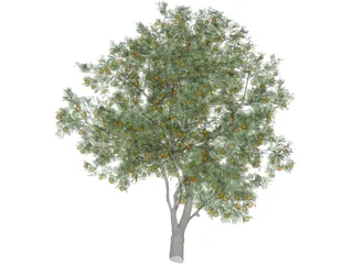 Orange Tree 3D Model preview