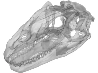 Allosaurus Fragilis Skull 3D Model preview