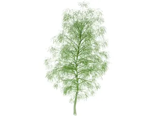 Birch Tree 3D Model preview