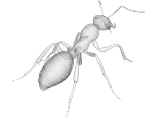 Ant 3D Model preview