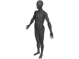 Full Human Anatomy for Simulation 3D Model preview