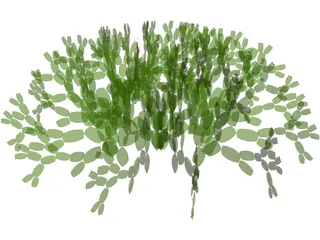 Opuntia 3D Model preview