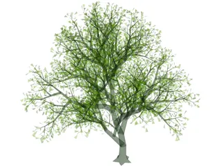 Lush Tree 3D Model preview
