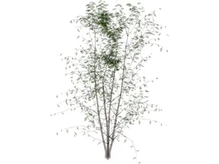 Tree 3D Model preview