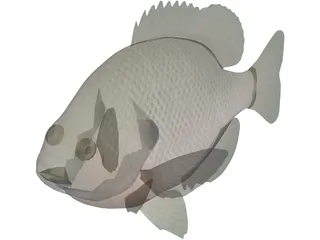 Bluegill 3D Model preview