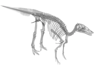 Edmontosaurus Skeleton 3D Model preview