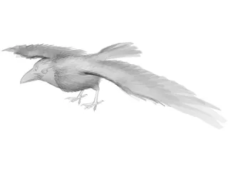Raven 3D Model preview