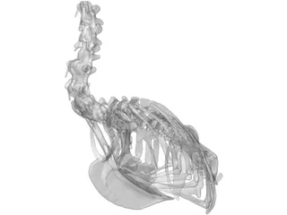 Macaw Skeleton 3D Model preview