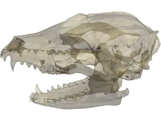 Fox Head Skull 3D Model preview