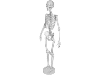 Human Skeleton 3D Model preview