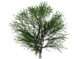 Cherry Tree 3D Model preview