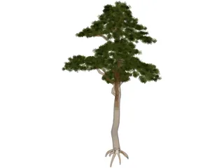 Pine 3D Model preview