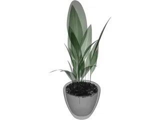 Ficus 3D Model preview