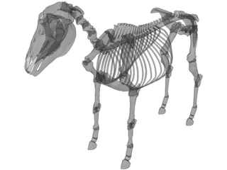 Horse Skeleton 3D Model preview