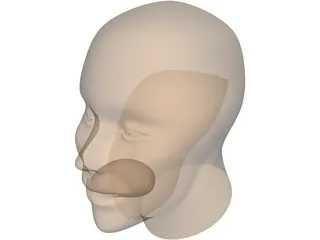 Human Head 3D Model preview